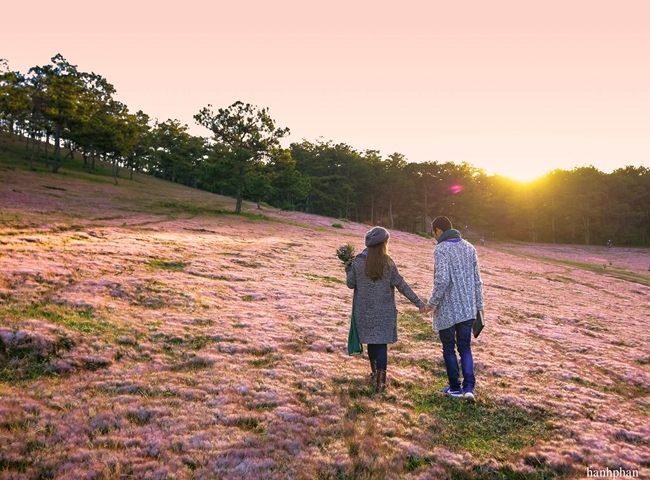 Địa điểm du lịch Đà Lạt - Đồi cỏ hồng